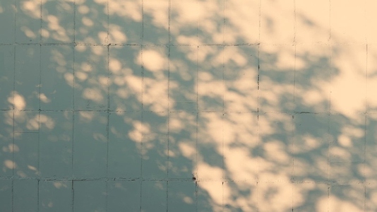 A textured wall background with soft shadows cast by foliage