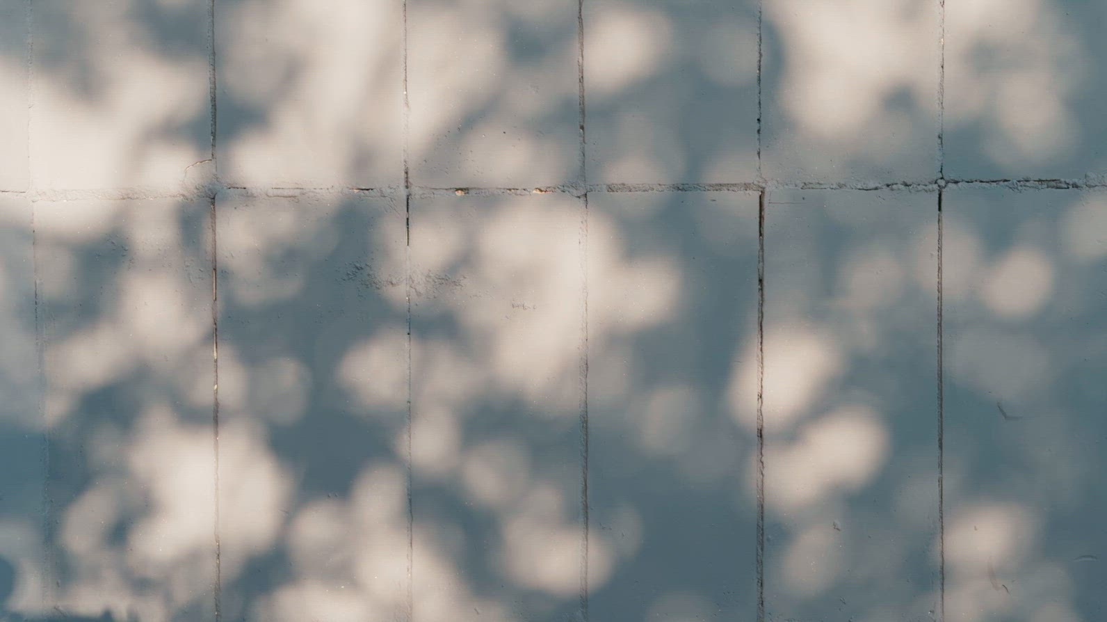 A textured wall background with soft shadows cast by foliage