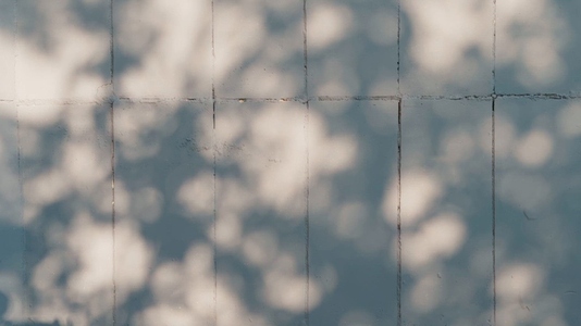 A textured wall background with soft shadows cast by foliage