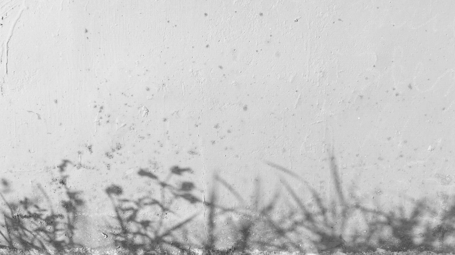 A blurred monochrome background of grass and flowers casting