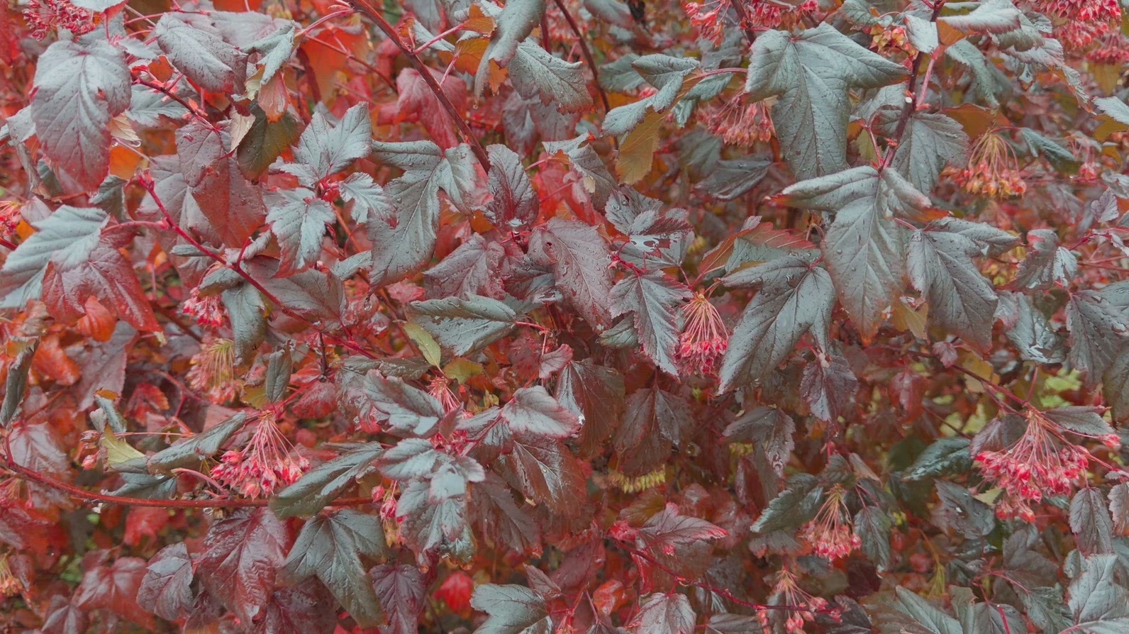 Seamless loop dense cluster of red and dark green leaves