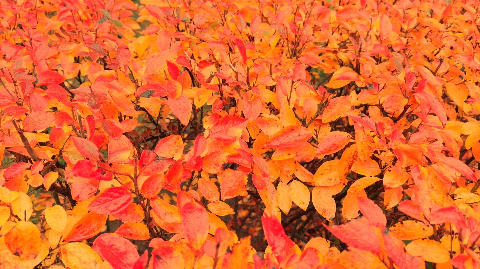 Seamless loop vibrant autumn foliage with red and orange leaves