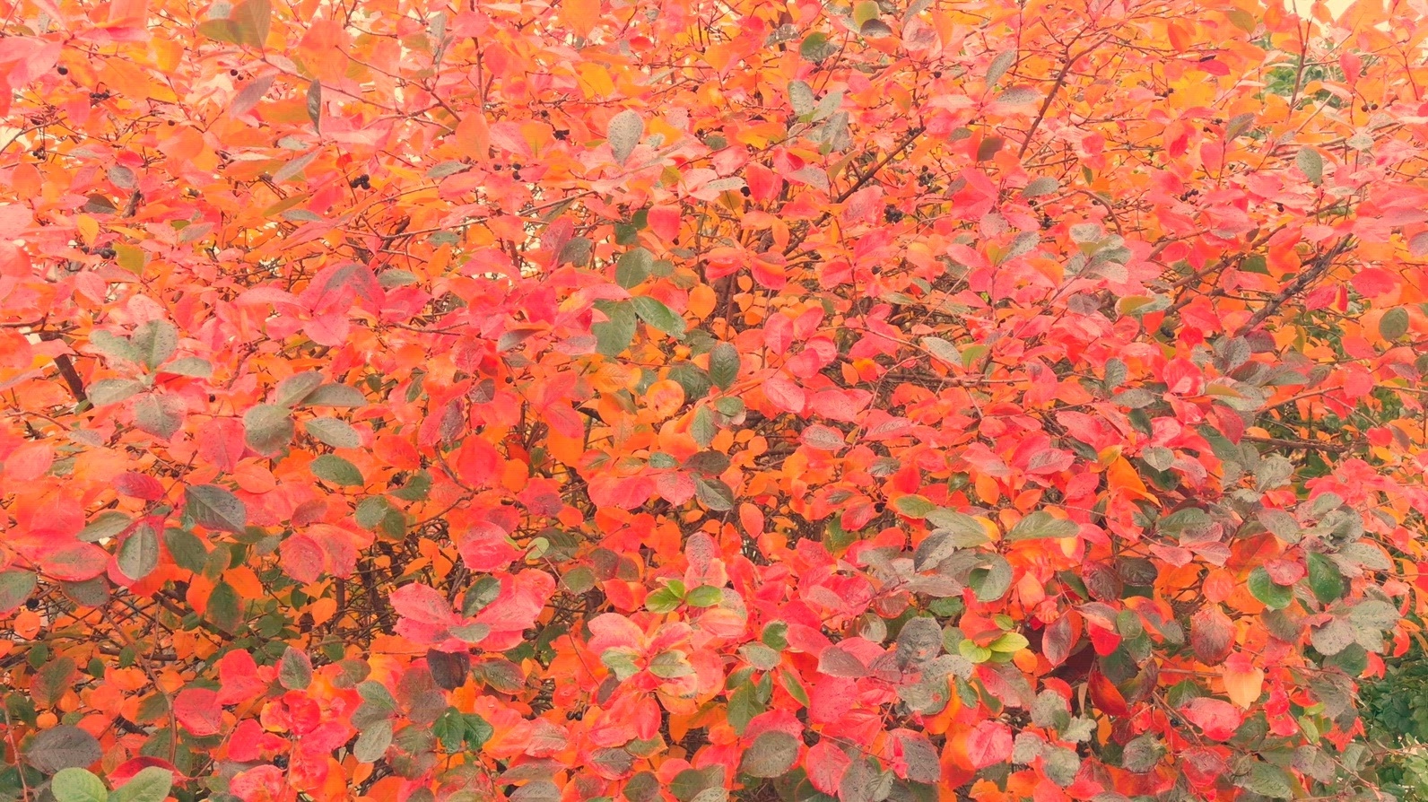 Seamless loop vibrant autumn foliage with red, orange
