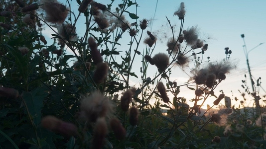 Silhouette of wildflowers against a sunset sky with soft light