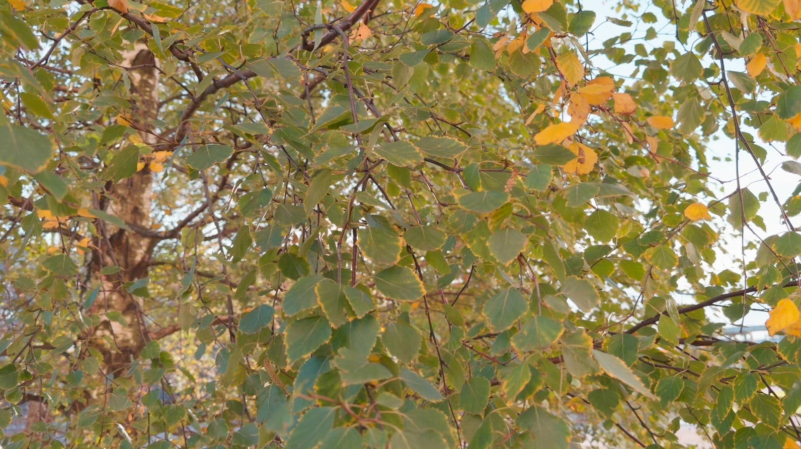 A close-up view of green and yellow leaves on a tree background