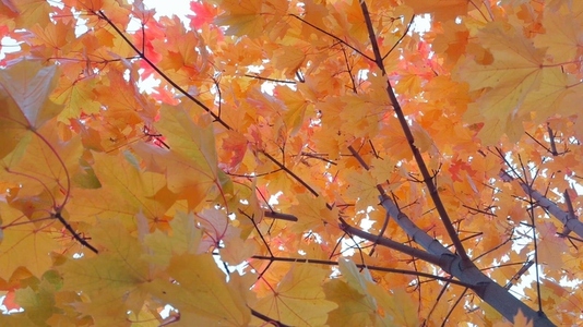 A vibrant display of autumn leaves in shades of orange  yellow