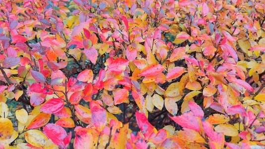 Vibrant autumn foliage with a mix of red orange and yellow Vibrant autumn foliage with a mix of red orange and yellow