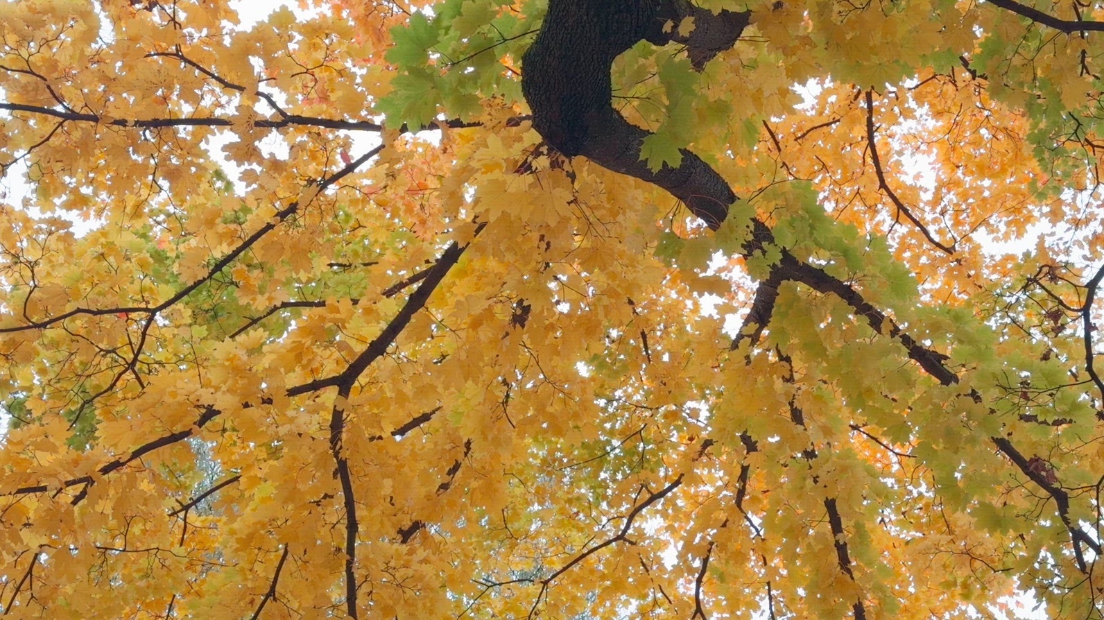 Seamless loop autumn leaves from below texture background