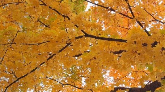 Seamless loop vibrant canopy of autumn leaves texture background Seamless loop vibrant canopy of autumn leaves texture background