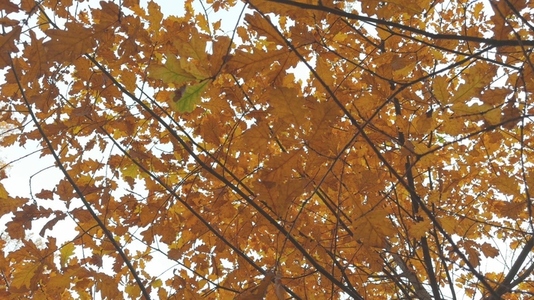 Seamless loop autumn leaves from below texture background Seamless loop autumn leaves from below texture background