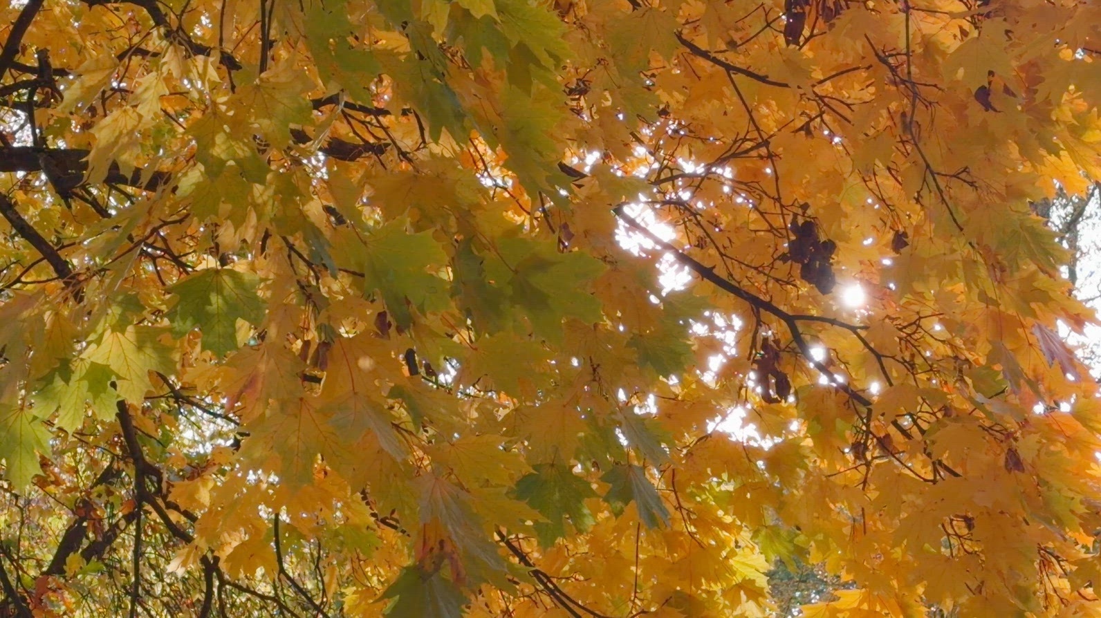 Seamless loop autumn leaves in shades of yellow green background