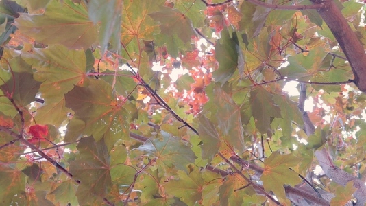 Seamless loop colorful autumn leaves from below background