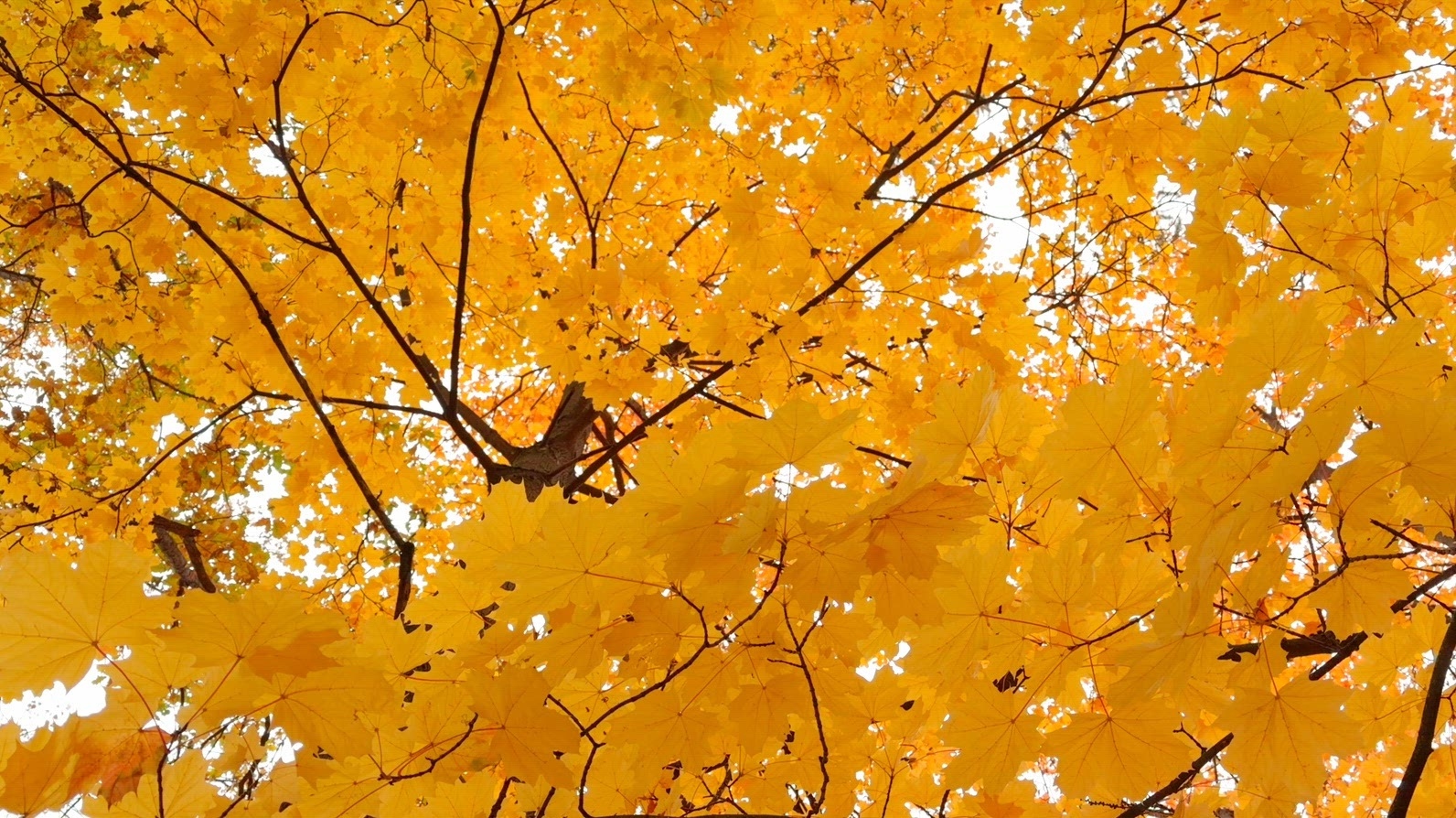 Seamless loop canopy of bright yellow autumn leaves background