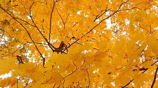 Seamless loop canopy of bright yellow autumn leaves background