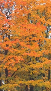 Seamless loop vibrant autumn foliage orange yellow background