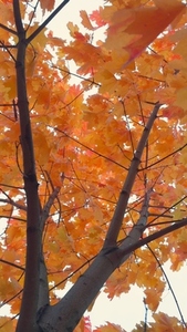 Seamless loop low angle view of a tree with vibrant orange