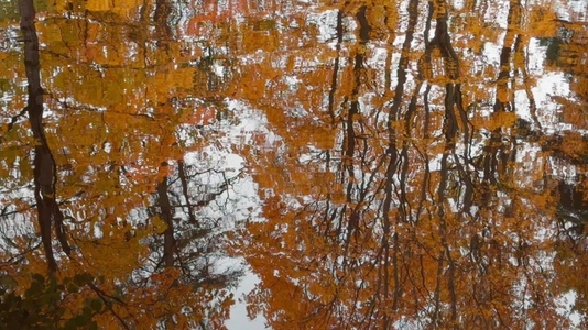 Seamless loop serene reflection of autumn trees in a calm water