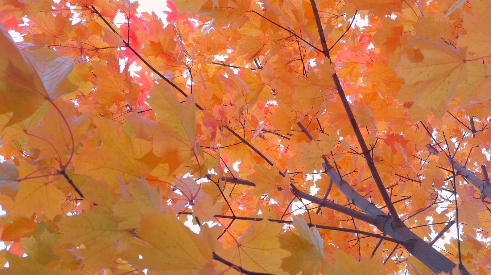 Seamless loop autumn leaves in vibrant shades orange background
