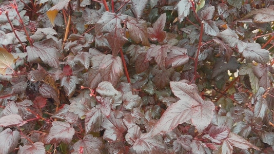 Seamless loop dense cluster of dark red green leaves background