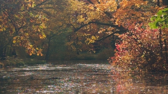 Seamless loop serene autumn scene with colorful leaves