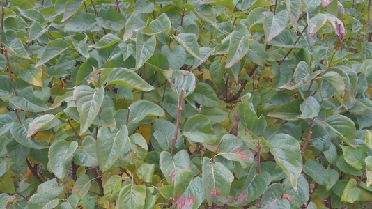 Seamless loop lush green foliage variety leaves background