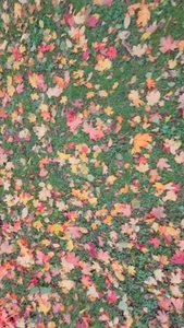 Seamless loop colorful carpet of autumn leaves background