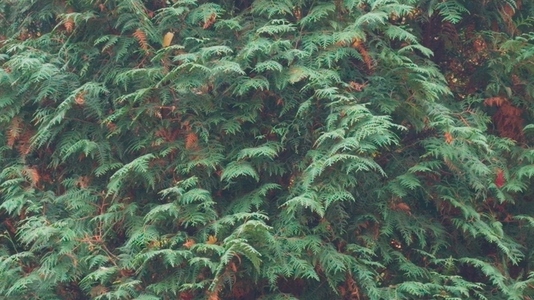 Seamless loop dense green foliage texture background