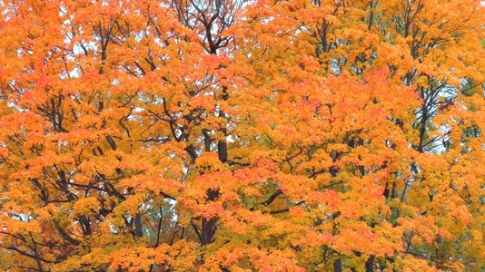 Seamless loop vibrant autumn foliage orange yellow background