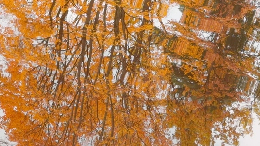 Seamless loop autumn leaves reflecting water surface background