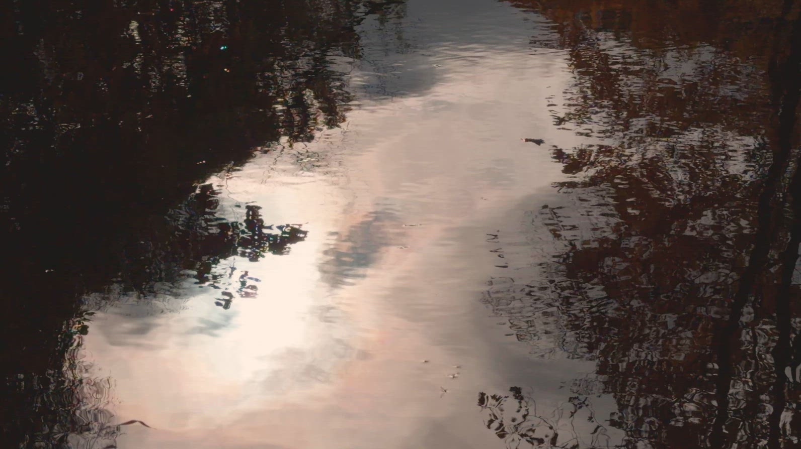 Seamless loop serene water surface reflecting trees and sky