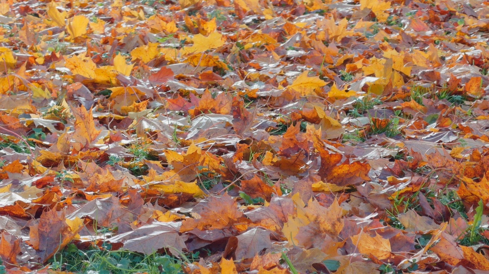 Seamless loop colorful autumn leaves scattered ground background