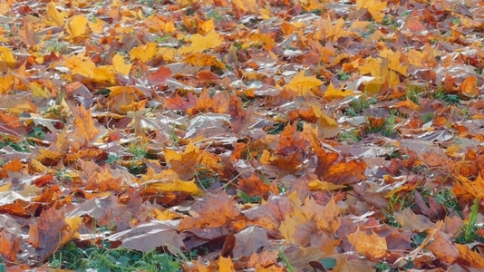 Seamless loop colorful autumn leaves scattered ground background Seamless loop colorful autumn leaves scattered ground background