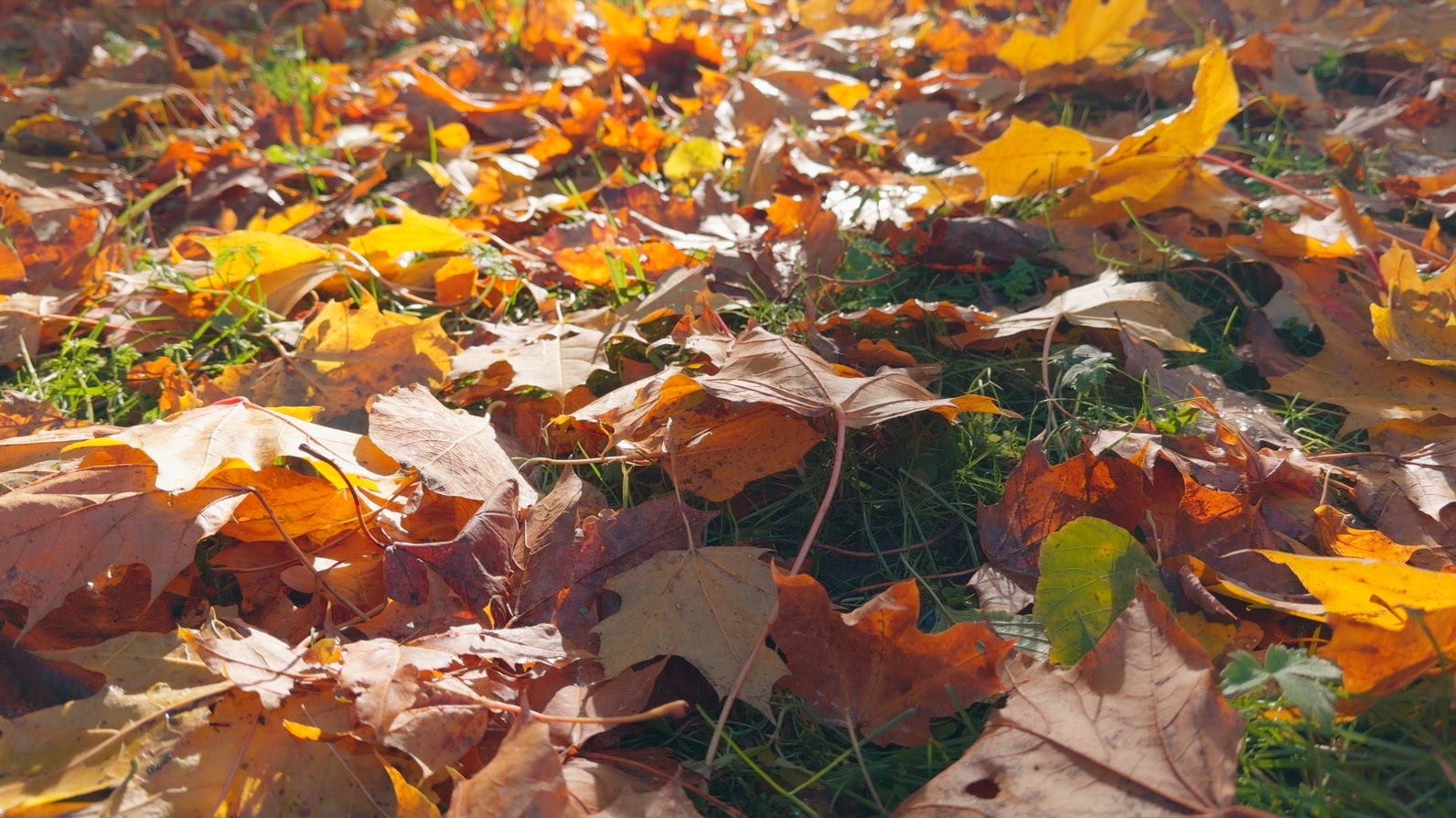 Seamless loop ground covered colorful autumn leaves background