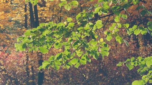 Seamless loop green leaves against a backdrop of autumn foliage