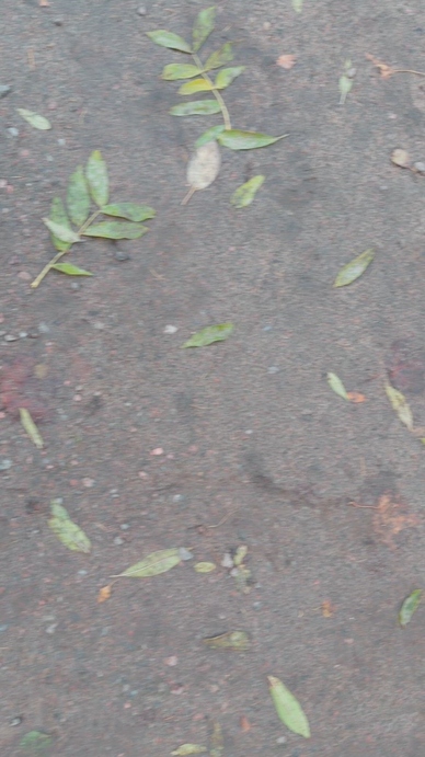 Seamless loop fallen leaves on a gravel path texture background