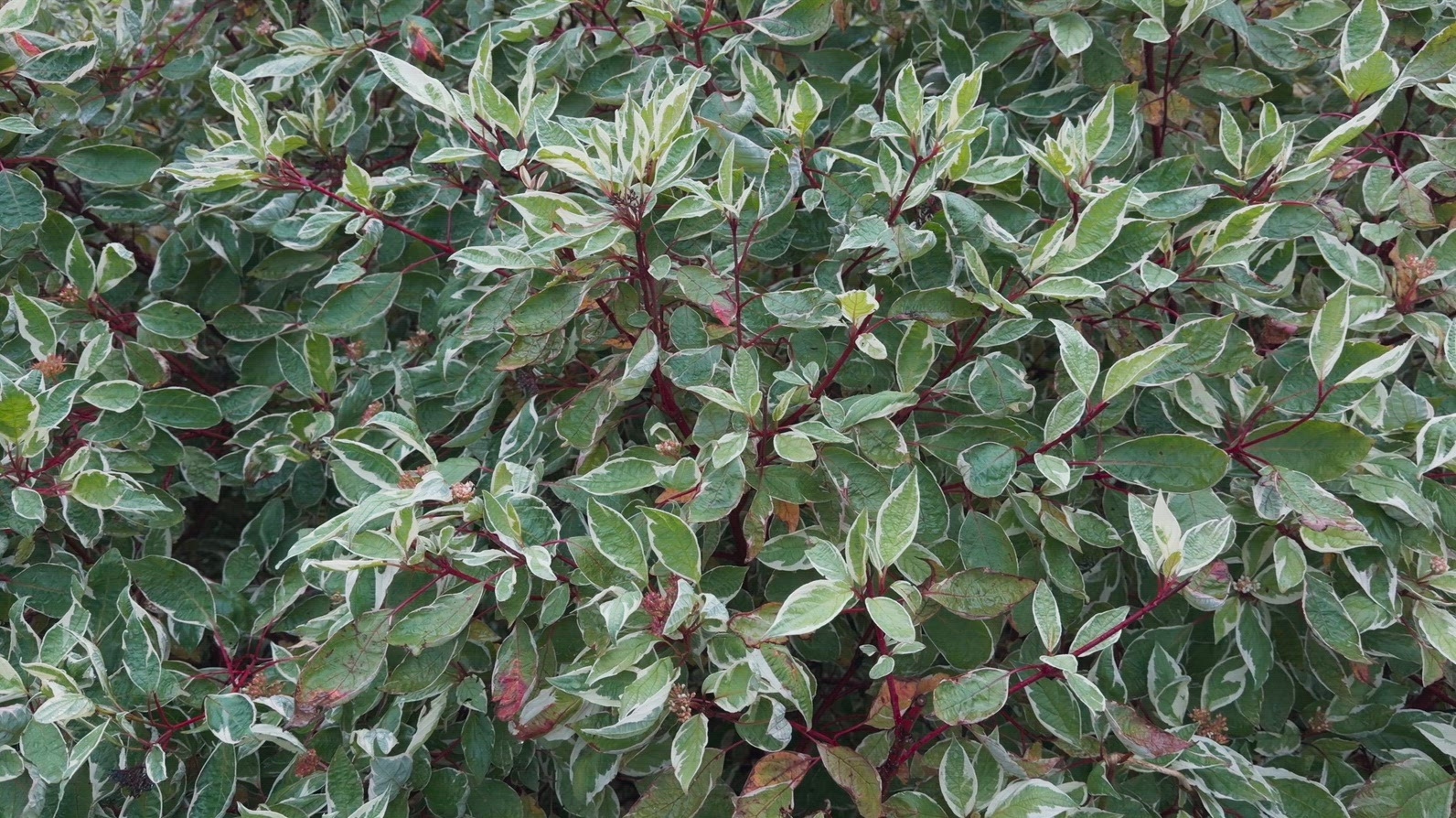 Seamless loop dense bush with variegated green leaves background
