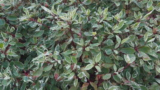 Seamless loop dense bush with variegated green leaves background