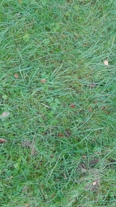 Seamless loop green grass with scattered leaves texture backgrou