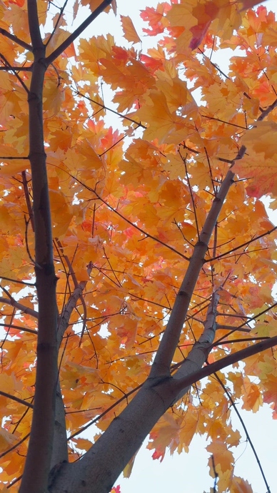 A low-angle view of a tree with vibrant orange and yellow autumn