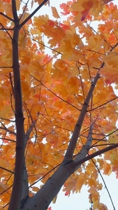 A low angle view of a tree with vibrant orange and yellow autumn