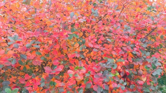 Vibrant autumn foliage with shades red orange green background