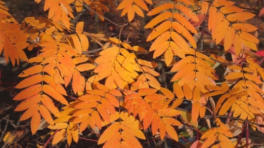 Seamless loop vibrant orange and yellow autumn leaves Seamless loop vibrant orange and yellow autumn leaves