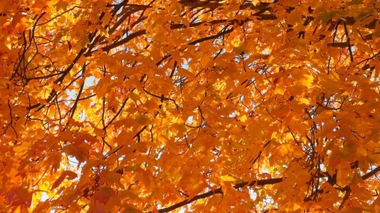 Seamless loop vibrant orange and yellow autumn leaves texture