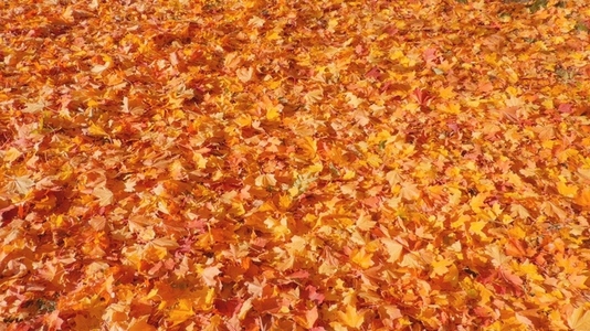 Seamless loop vibrant carpet of autumn leaves texture background Seamless loop vibrant carpet of autumn leaves texture background