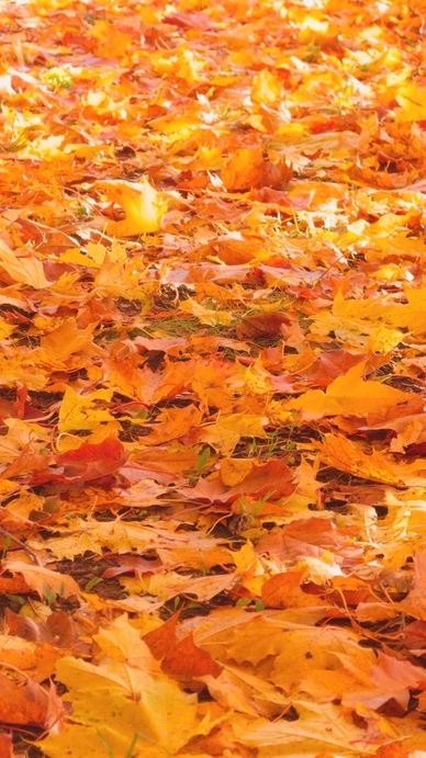 Seamless loop ground covered with vibrant autumn leaves texture