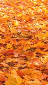 Seamless loop ground covered with vibrant autumn leaves texture Seamless loop ground covered with vibrant autumn leaves texture