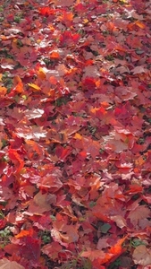Seamless loop ground covered with vibrant red and orange autumn