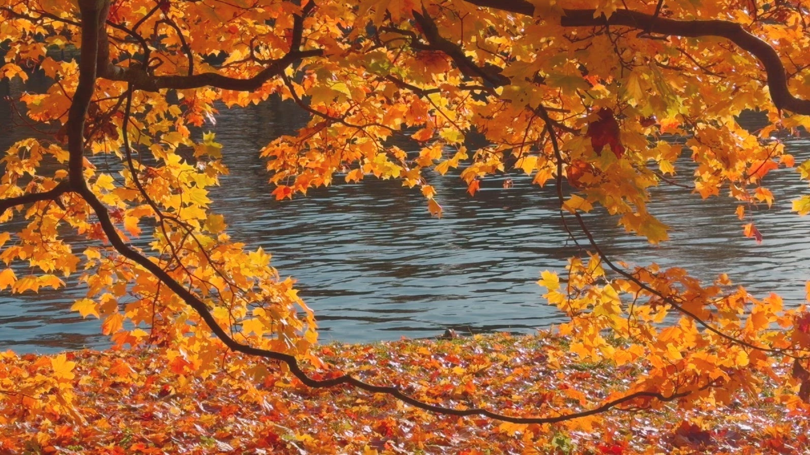 Seamless loop autumn scene with vibrant orange and yellow leaves