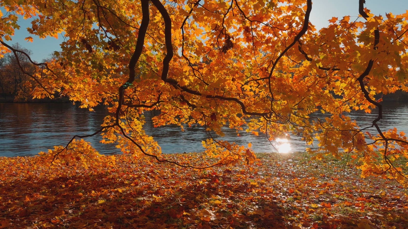 Seamless loop autumn leaves on a tree by a lake with sunlight