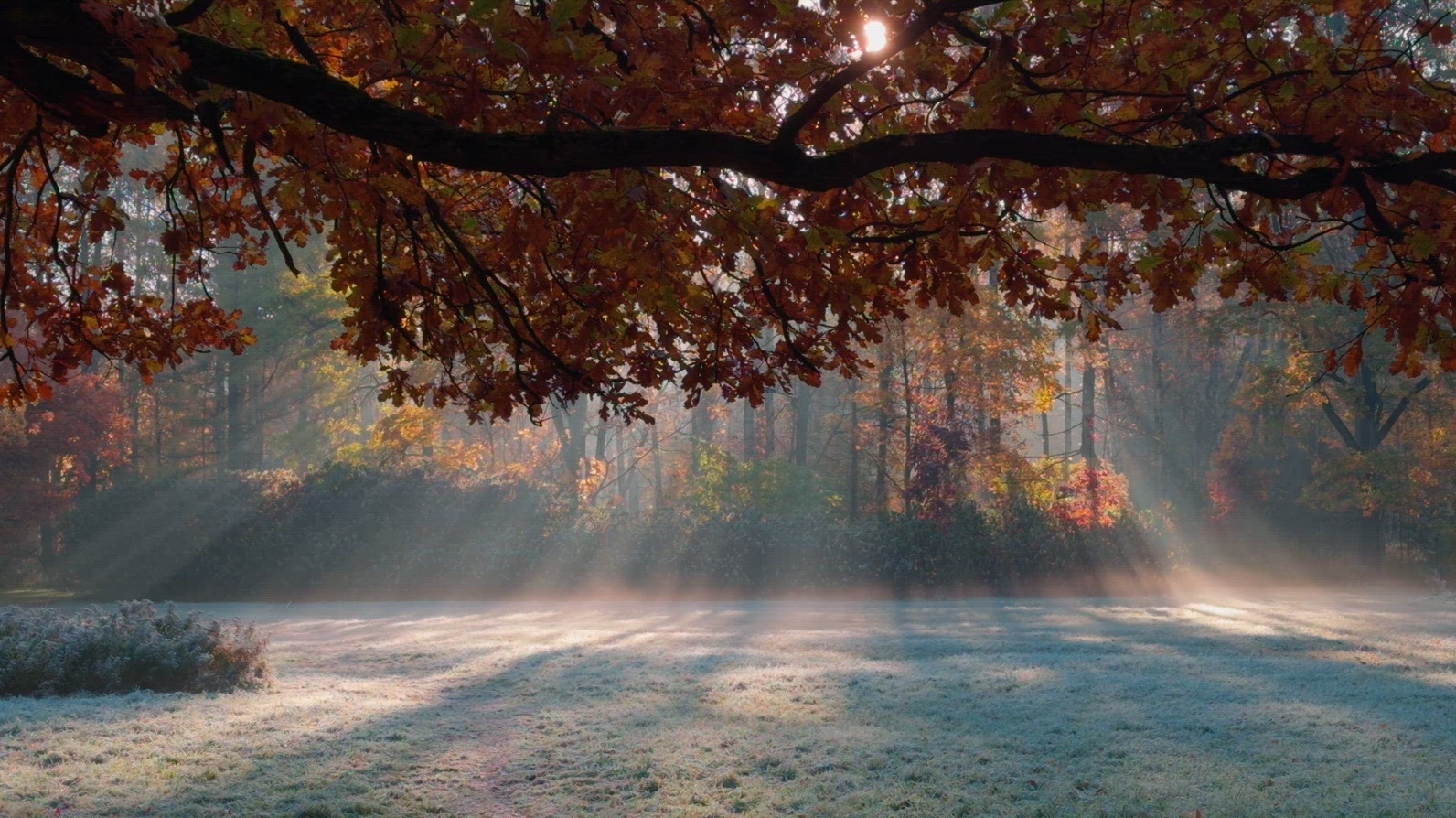 Sunlight filtering through autumn leaves in a serene forest.